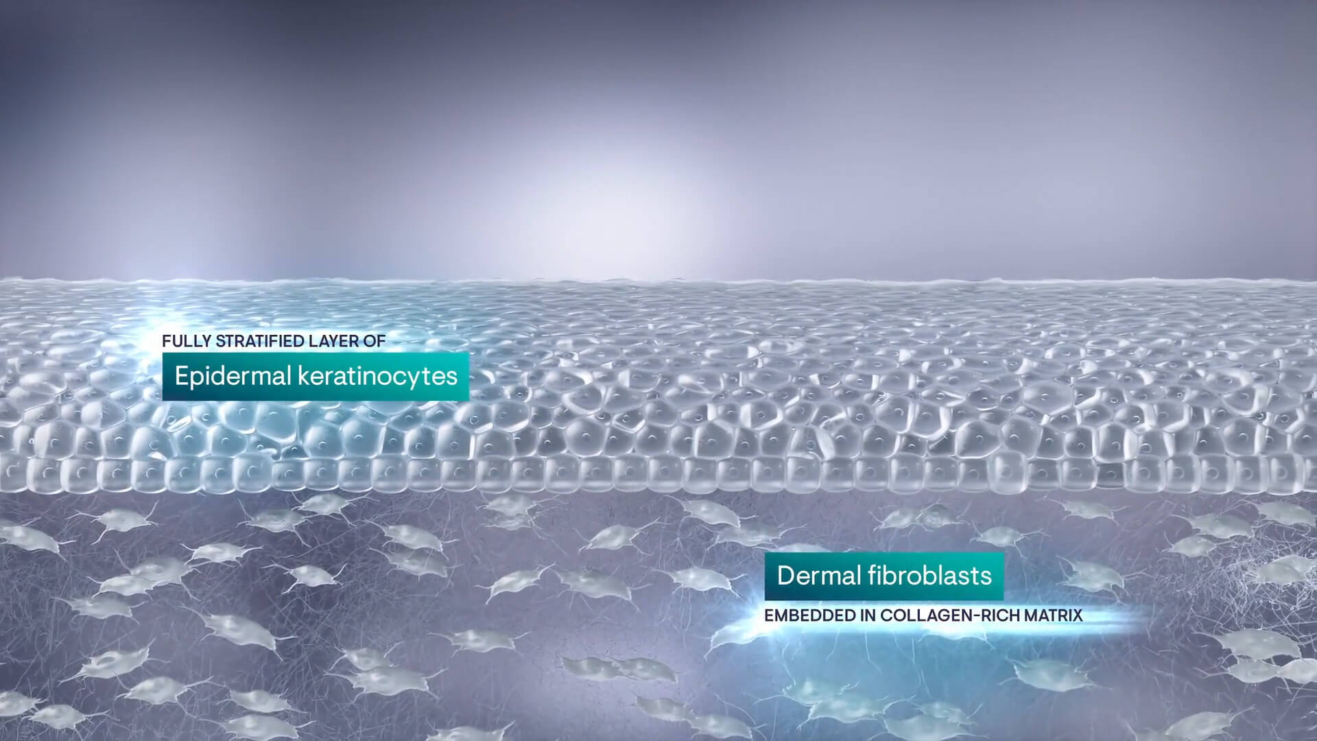 Stratagraft_Cell_Layers_01