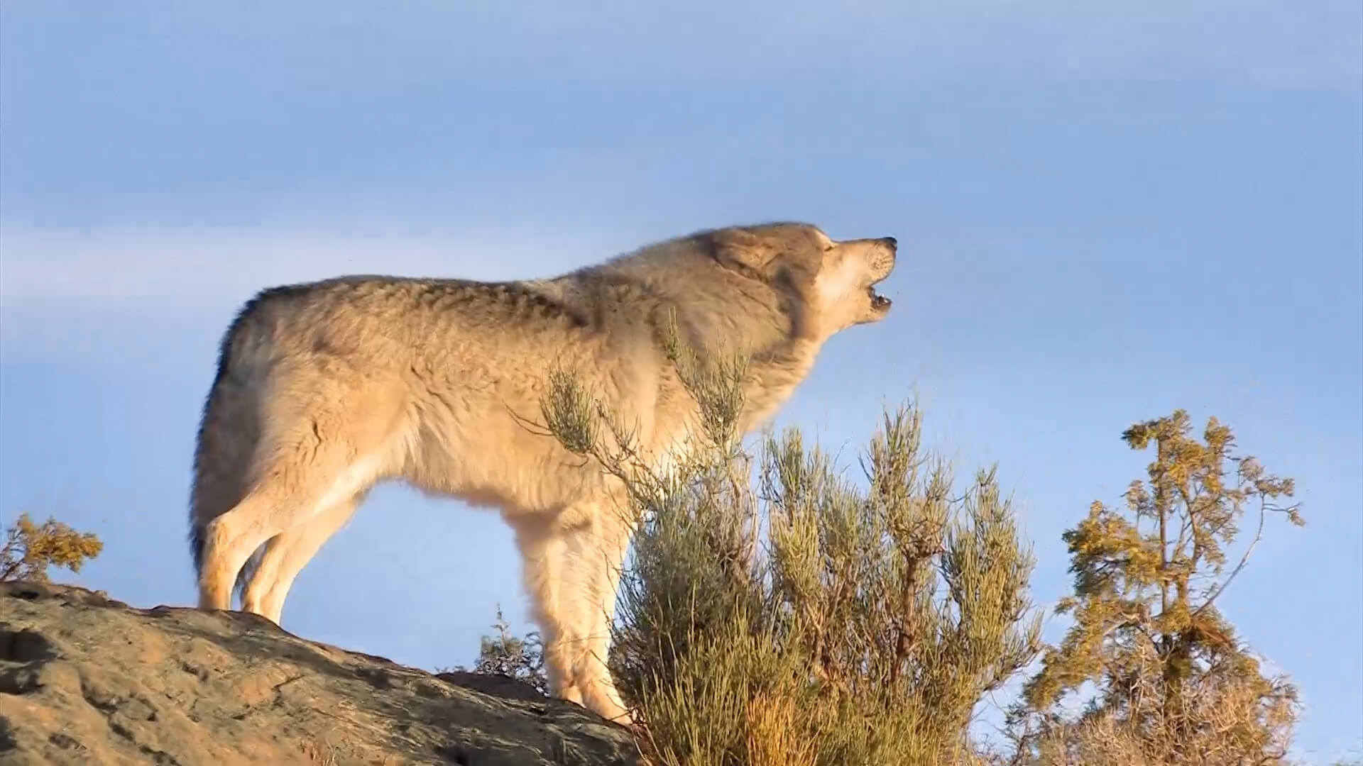 Birds_Eye_Gallery_01