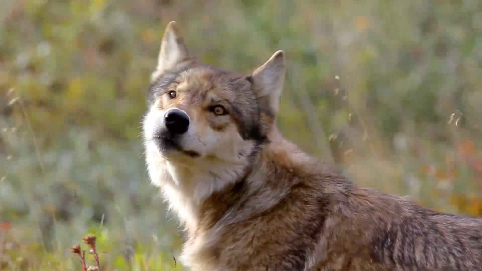 Birds_Eye_Gallery_02