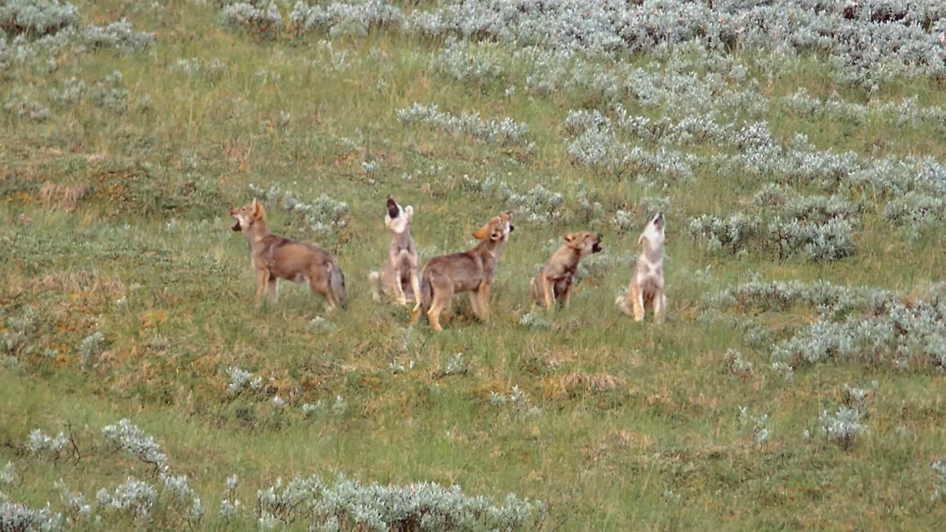 Birds_Eye_Gallery_03